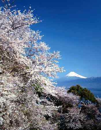 日本--樱花