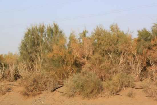 新疆旅游之南疆六日游(四)