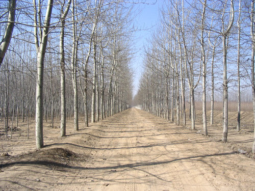 中国惟一发现欧洲黑杨树种的省区
