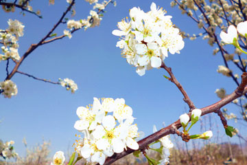 托克逊赏花踏春一日游